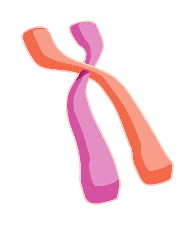 \"Chromosome\"\/